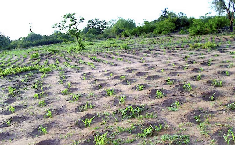Cultivos en BurkinaFasso