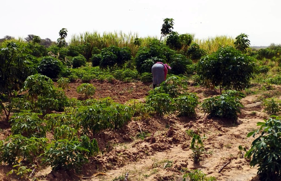 The arrival of the rains is favouring the agricultural season in the Sédhiou region of Senegal.