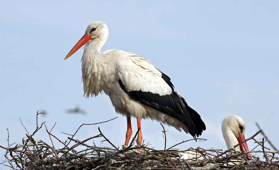 La cigüeña blanca ya no viaja desde Aragón a África. El aumento de las temperaturas le permite permanecer en el valle del Ebro.