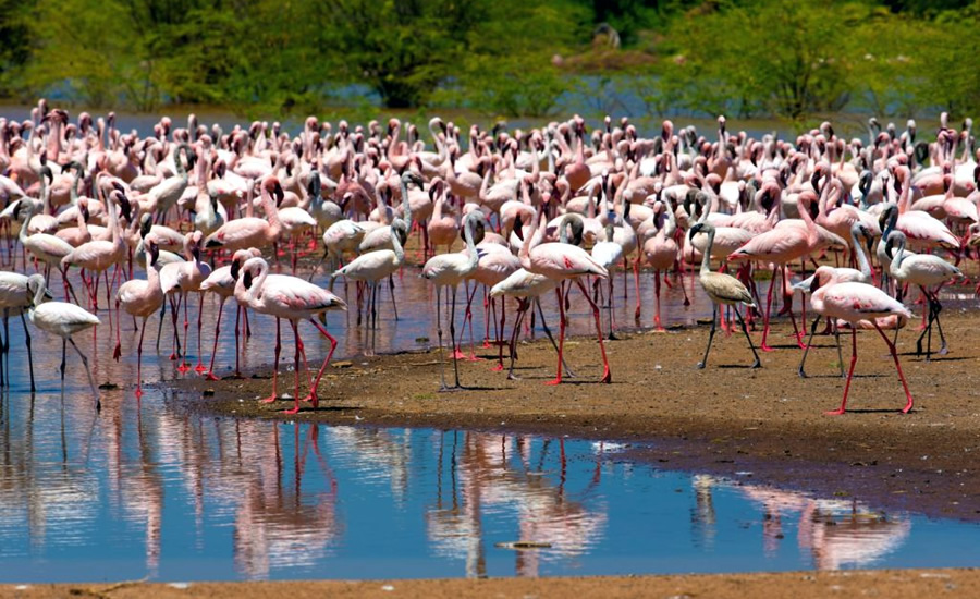 Entre agosto y octubre, millones de flamencos cubren las aguas del lago Bogoria. (Foto: prokerala.com)