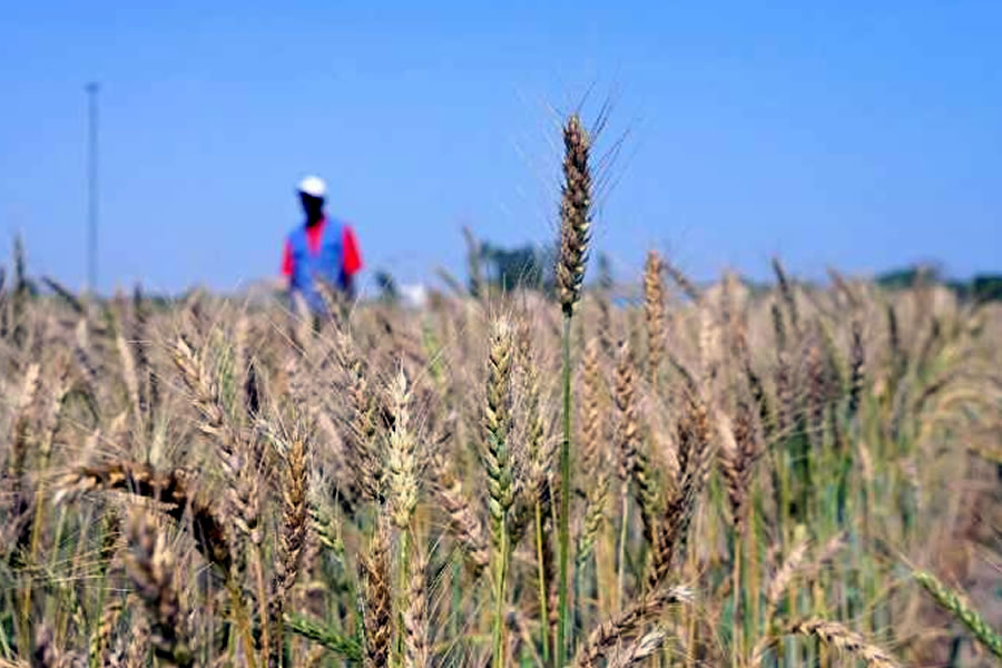 Senegal ya produce su propio trigo para no depender de las importaciones.