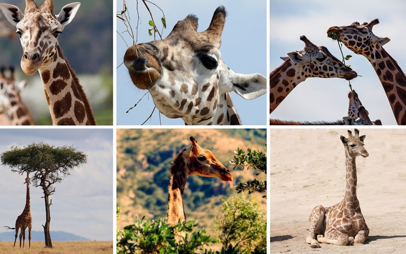 Nueva visión de la conservación en África al descubrir cuatro especies de jirafa.