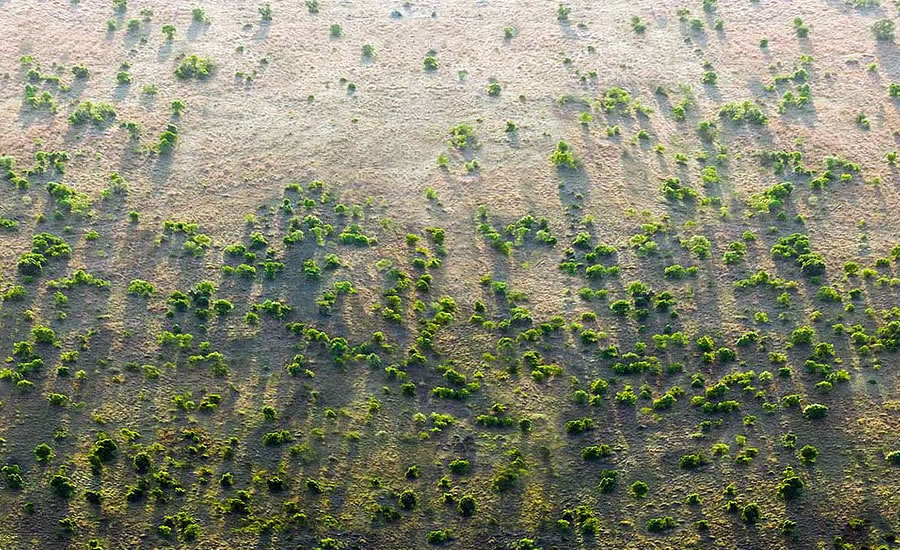 El proyecto auspiciado por la Unión Africana "La Gran Muralla Verde", avanza lentamente por razones políticas y económicas.